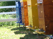Пчелы «Карпатские» (оптом,  в розницу,  на заказ)